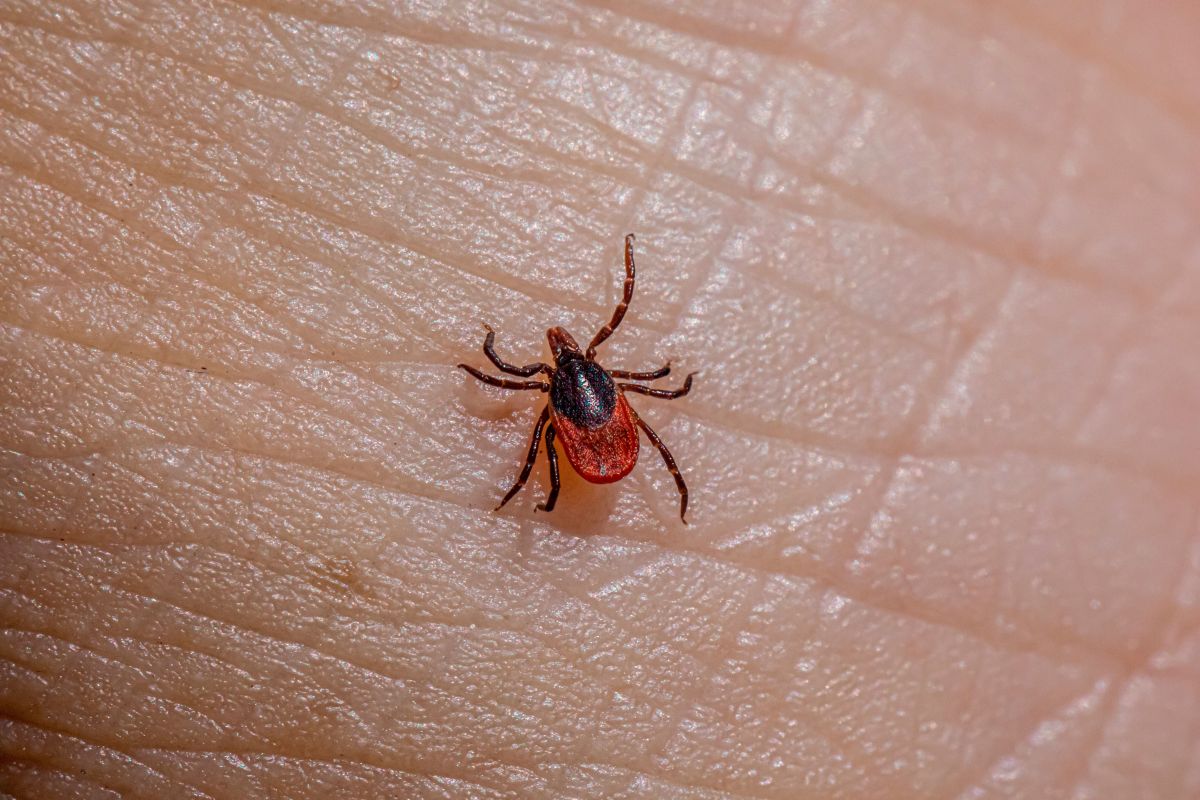 Tick