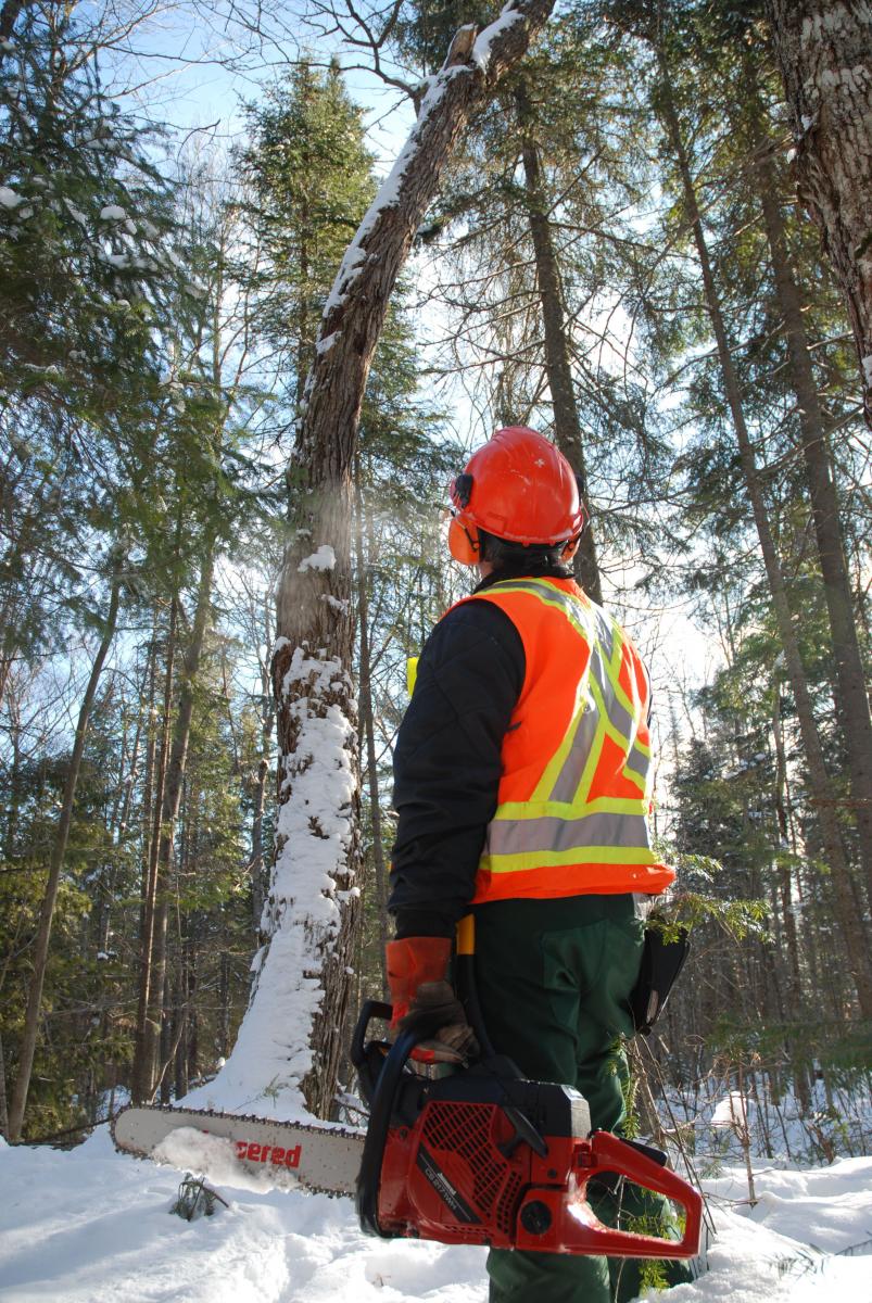 Worker in forest holding chainsaw and looking up at crooked tree