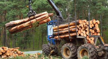 Mechanical Harvesting