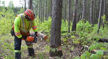 Professional Chainsaw Operation