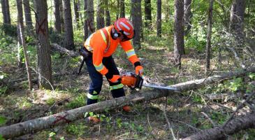 Forestry chainsaw operator