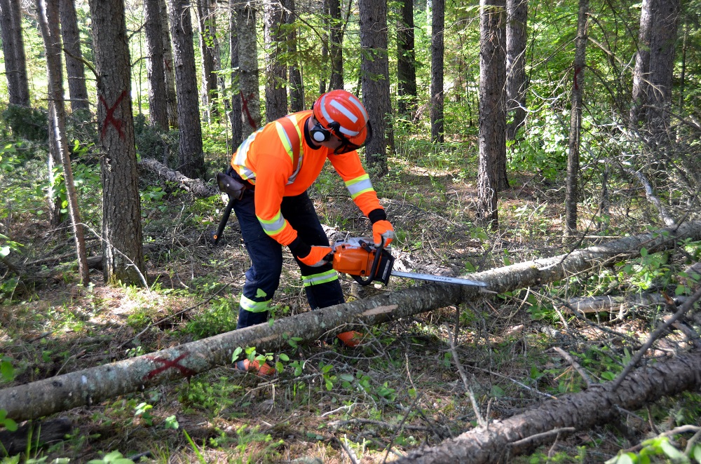 logger cutting tree with chainsaw
